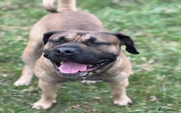 Presa Canario dogs for stud: beautiful presa canario for stud  - Image 6