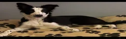 Border Collie dogs for sale: Beautiful Tri-coloured&Black&white collie puppies  - Advert 7