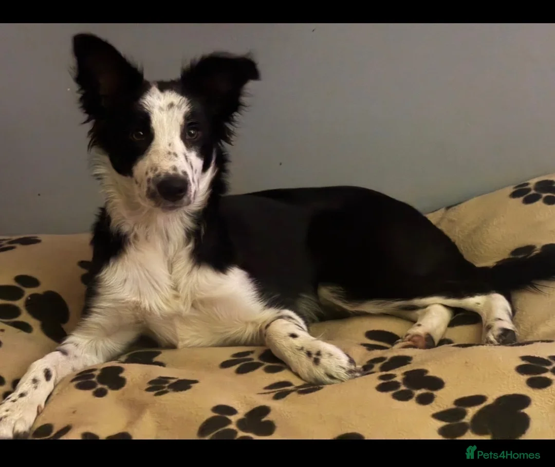 Border Collie dogs for sale: Beautiful Tri-coloured&Black&white collie puppies  - Advert 7