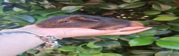 Guinea Pig rodents for sale: Gorgeous boars- All rehomed now - Advert 9