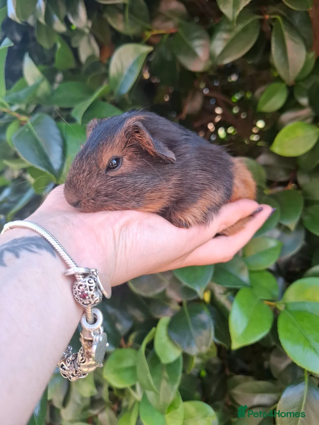 Guinea Pig rodents for sale: Gorgeous boars- All rehomed now - Advert 9