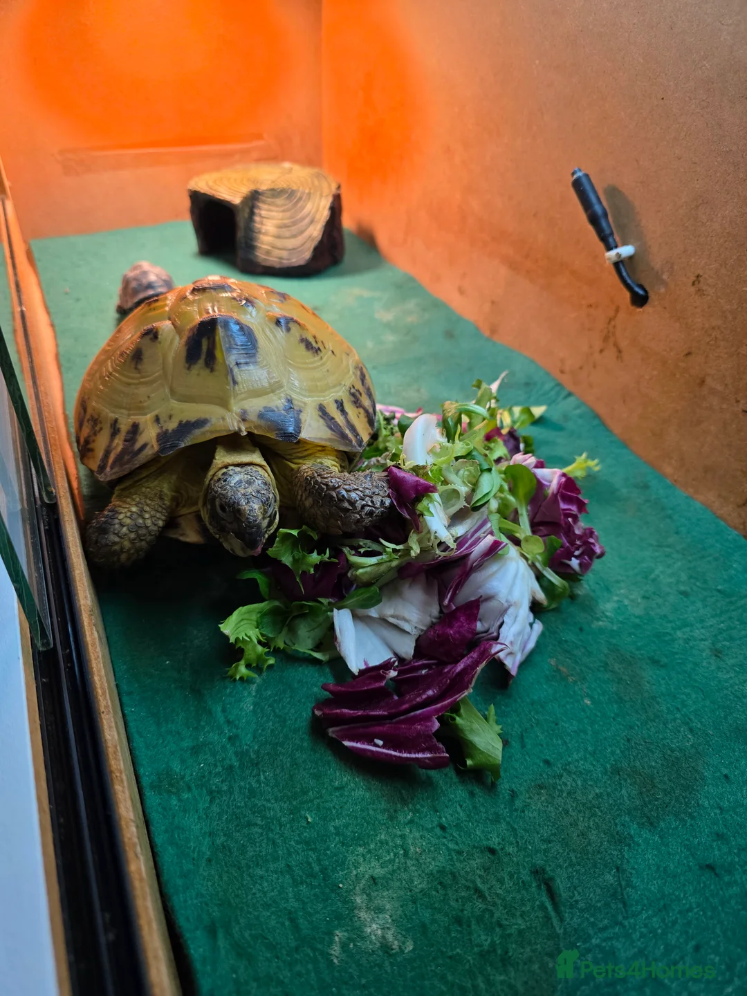 Tortoise reptiles for sale: Horsefield (Russian) Tortoise (Doris) 5years old - Advert 4