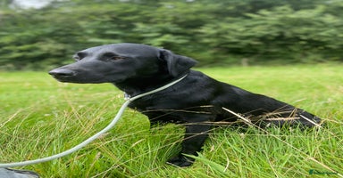 Labrador Retriever dogs - Advert 7