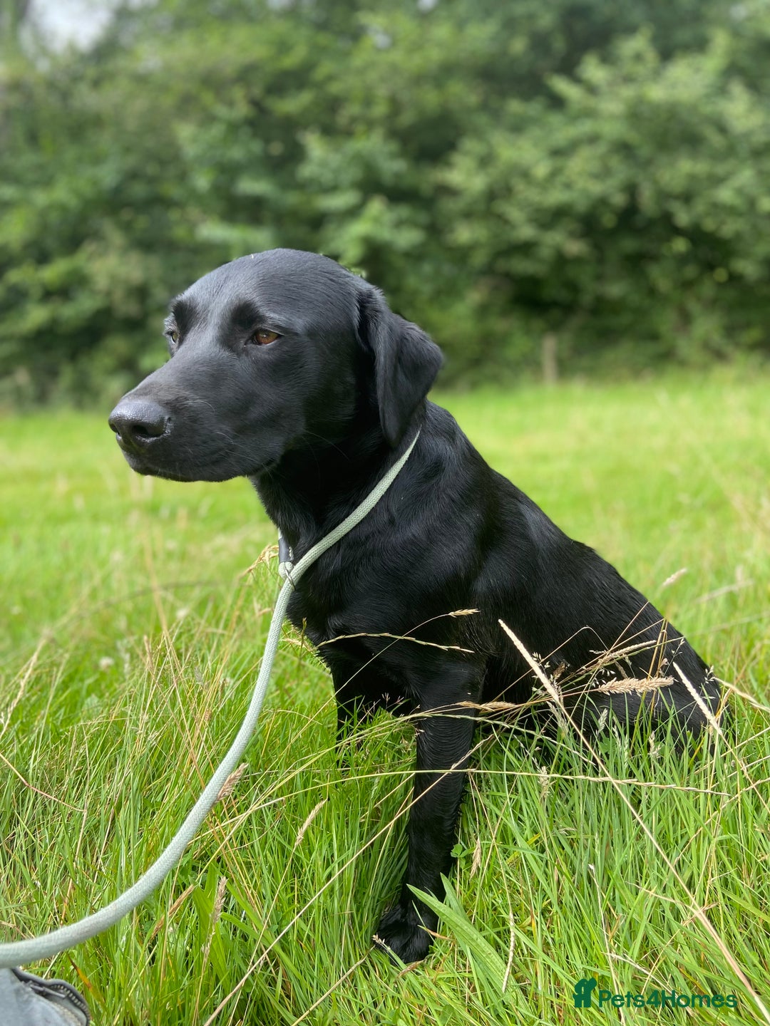 Labrador Retriever dogs for sale: Black Labrador puppies, KC reg  - Image 2