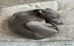 Whippet dogs for sale: Blue whippet boy  - Image 2
