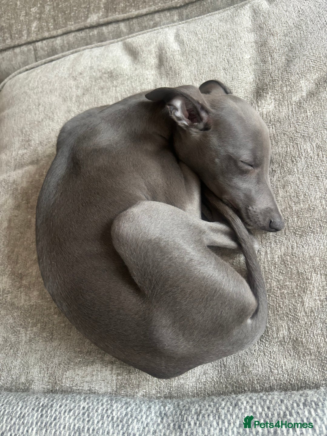 Whippet dogs for sale: Blue whippet boy  - Image 2