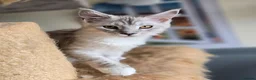 Maine Coon cats for sale: Ready now Silver with white Maine Coon kittens - Advert 4