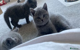 British Shorthair cats for sale: •Blue BSH Kittens – Ready Now . Last kitten left  - Image 26