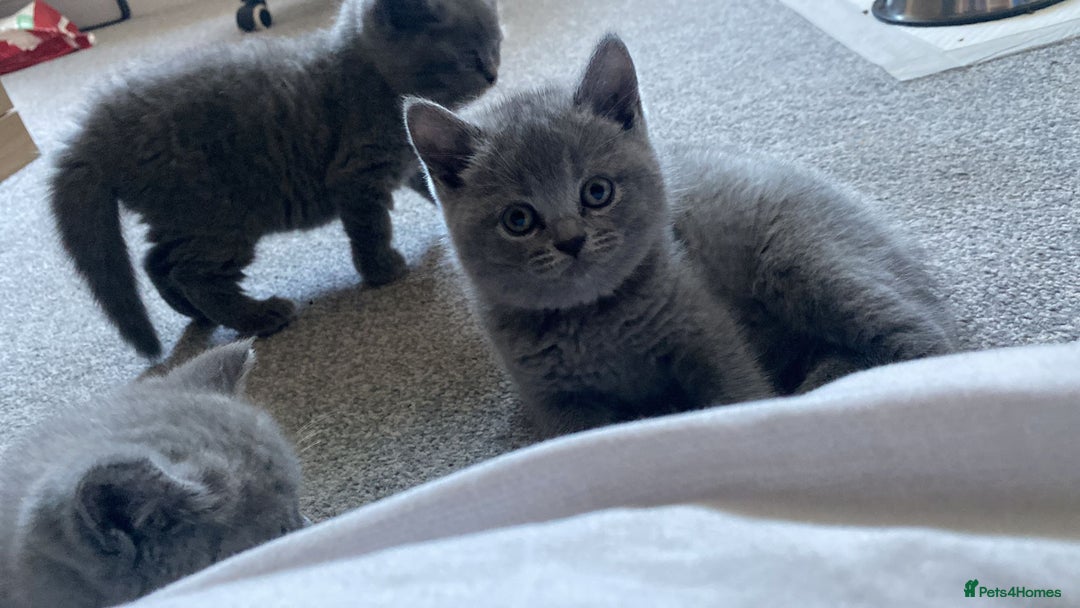 British Shorthair cats for sale: •Blue BSH Kittens – Ready Now . Last kitten left  - Image 26