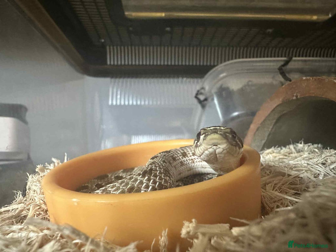 Snake reptiles for sale: Western Hognose Snake - Image 5