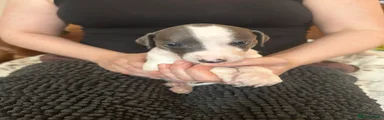 Mixed Breed 5