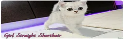 British Shorthair cats for sale: British Blue & Munchkin Kittens & Scottish Fold - Advert 17