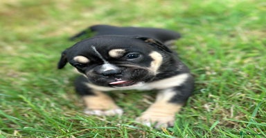 Old Tyme Bulldog dogs - Advert 13