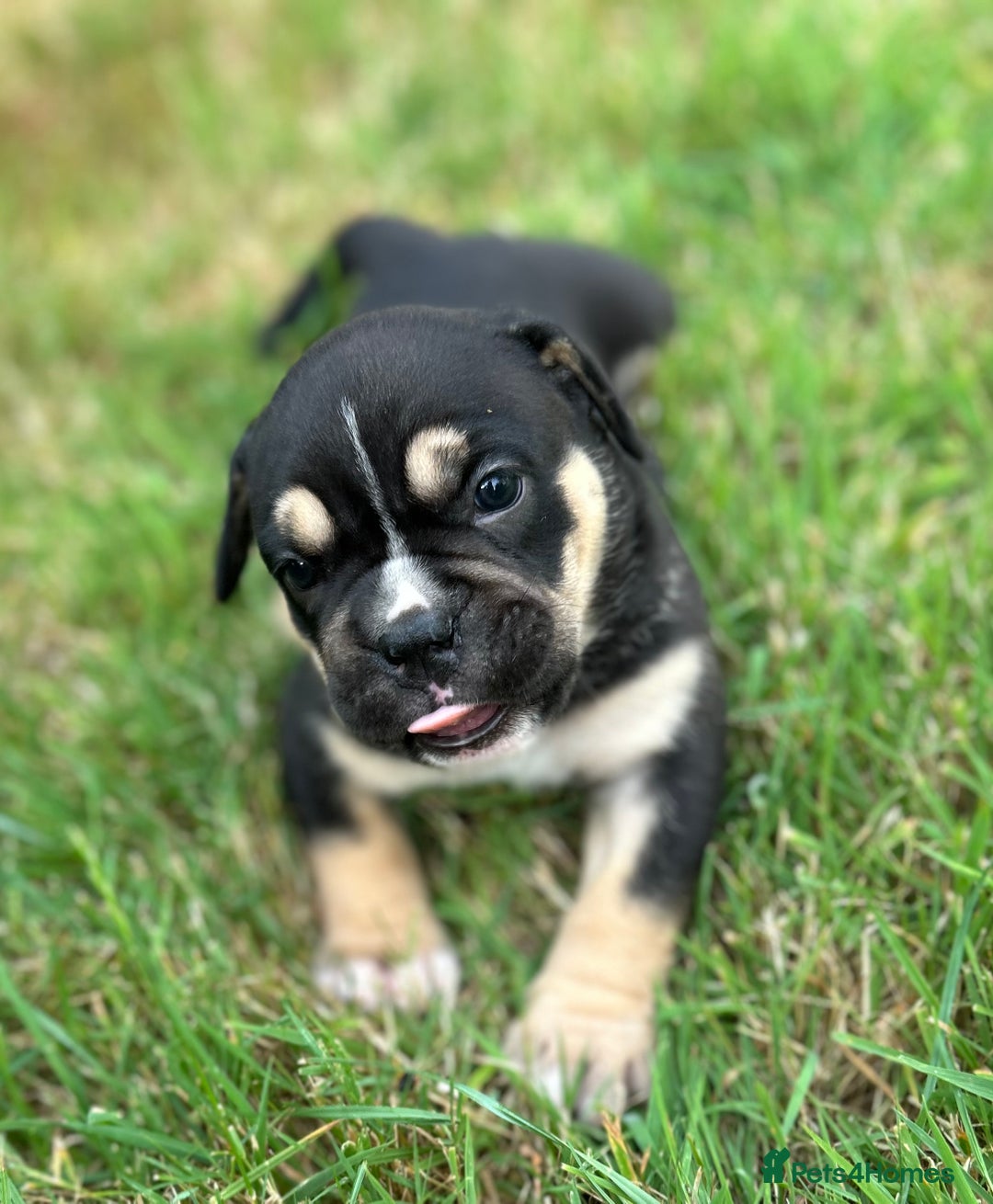Old Tyme Bulldog dogs for sale: Old Tyme Bulldog puppies for sale - Image 2