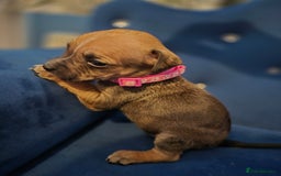 Mixed Breed dogs for sale: Mum-STAFF DAD-CANECORSO - Image 5