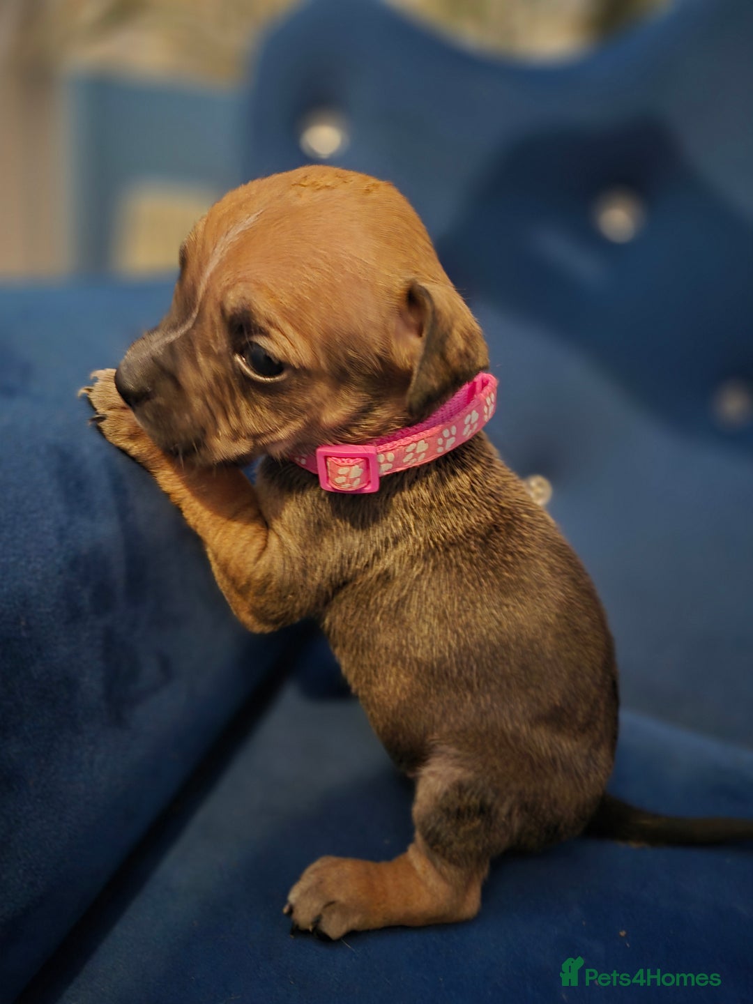 Mixed Breed dogs for sale: Mum-STAFF DAD-CANECORSO - Image 5