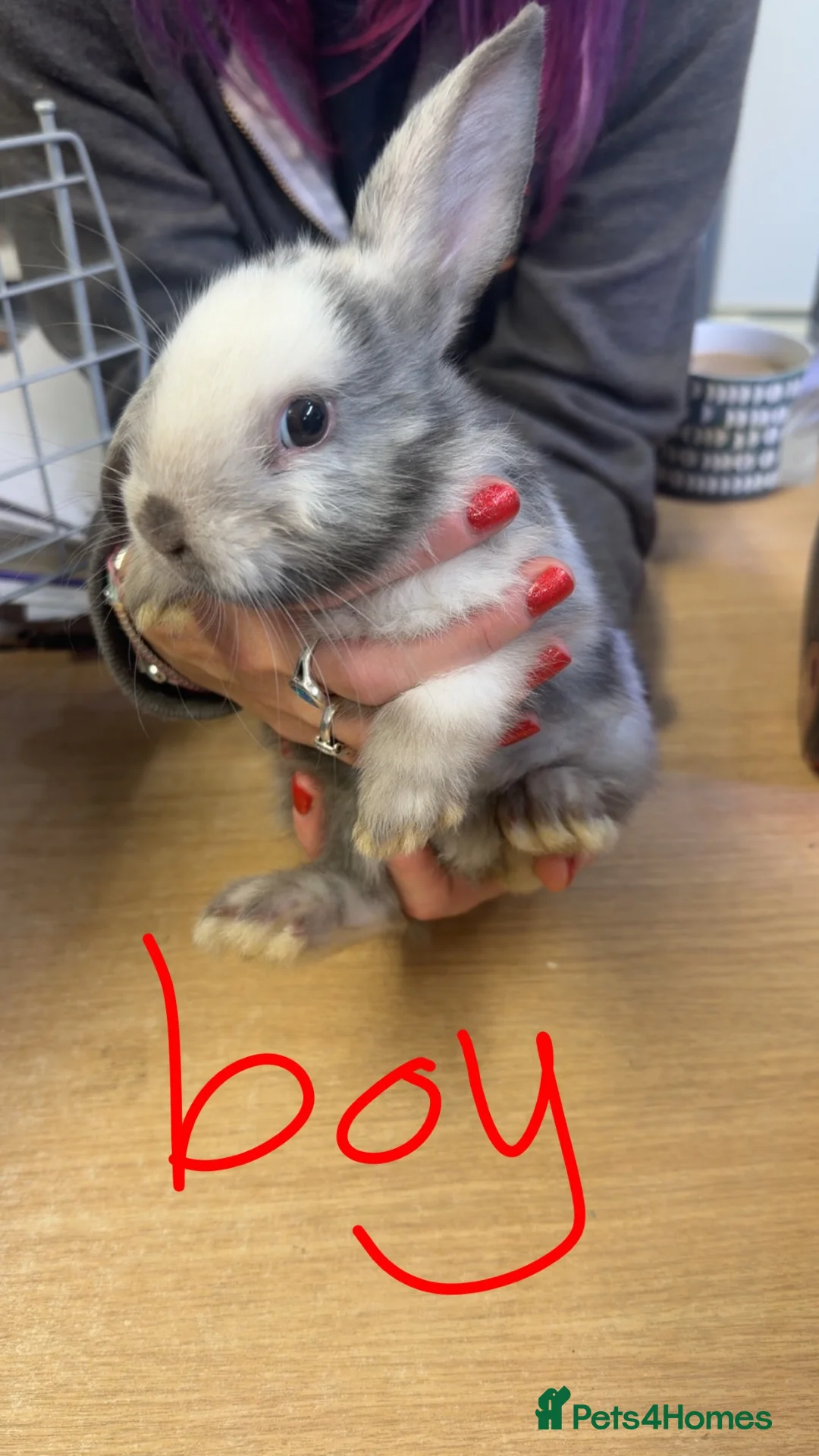 Mixed Breed rabbits for sale: Baby rabbits for sale - Advert 6