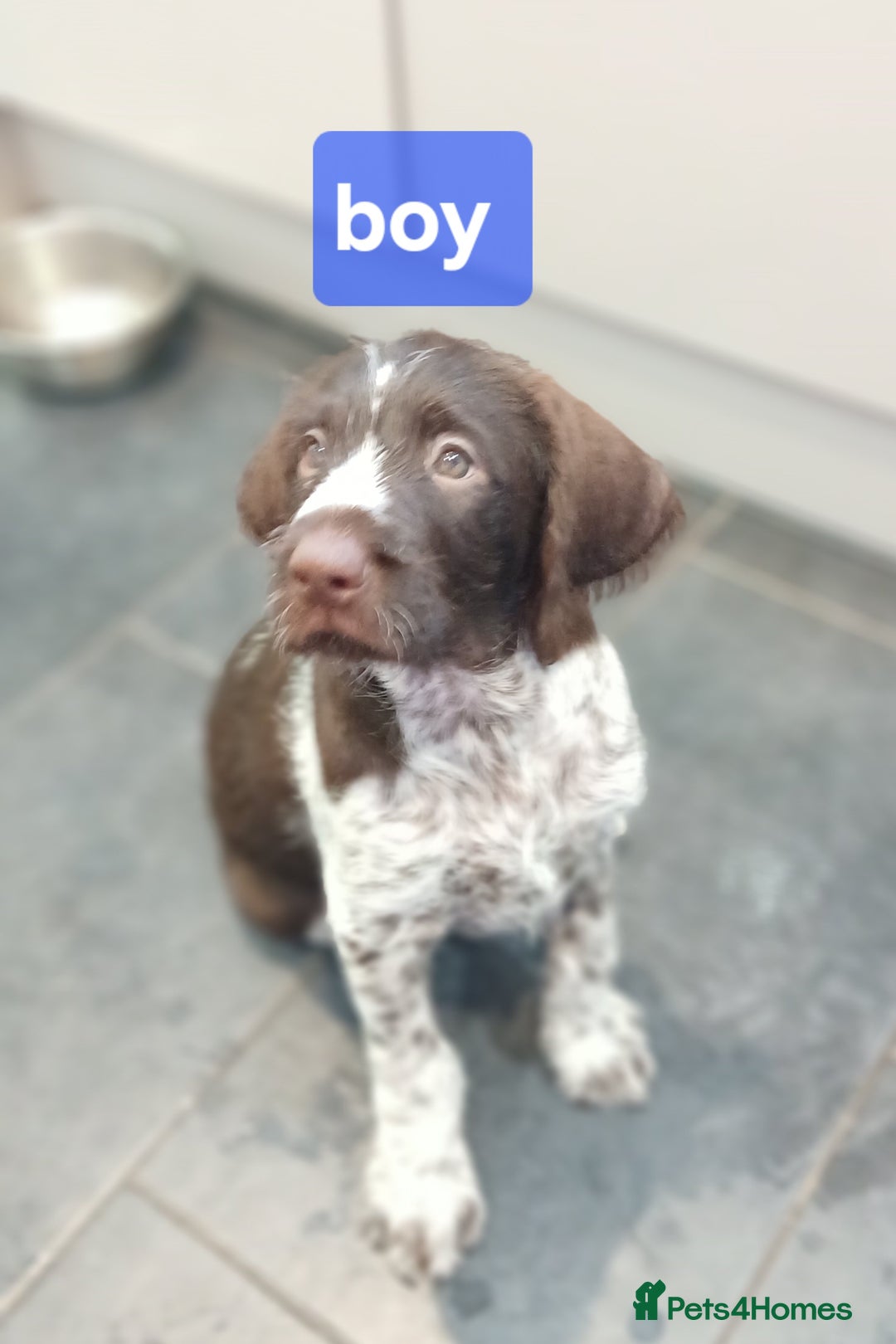 German Wirehaired Pointer dogs for sale: Stunning GWP puppies.  - Image 6
