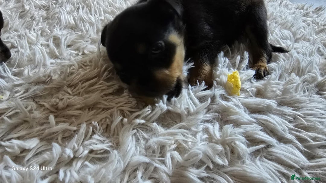 Rottweiler dogs for sale: Little weed  - Image 5