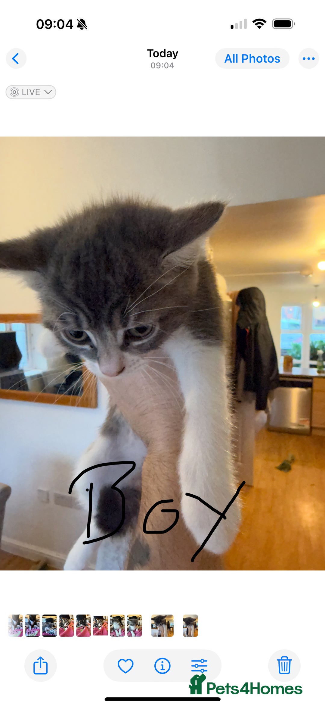 Domestic Shorthair cats for sale: 🤩🤩 6 beautiful babies 🤩🤩 - Image 7