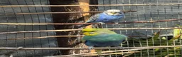 Budgerigars birds for sale: Budgies  - Advert 11