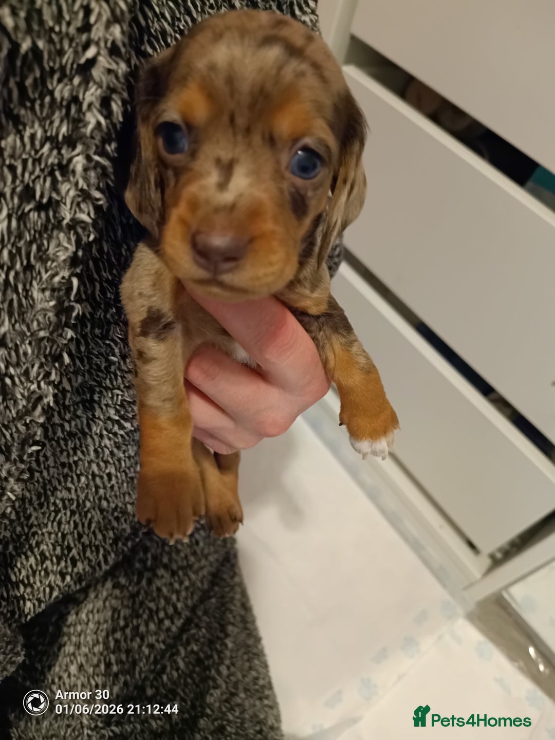 Miniature Dachshund dogs for sale: Miniature dachshund puppies  - Advert 3