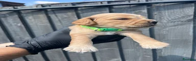 Cocker Spaniel 4