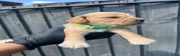 Cocker Spaniel dogs for sale: Working cocker spaniel puppies  - Advert 14