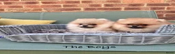 Pomeranian dogs for sale: 🔥Teddy🐻Small🏆Quality  - Advert 12