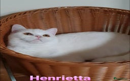 British Shorthair cats for sale: Impressive Pedigree BSH Kittens  - Advert 2