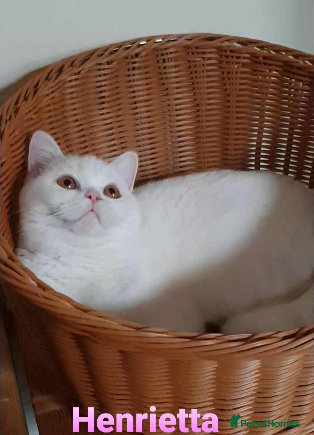 British Shorthair cats for sale: Impressive Pedigree BSH Kittens  - Advert 2