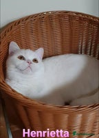 British Shorthair cats Impressive Pedigree BSH Kittens - Advert 12