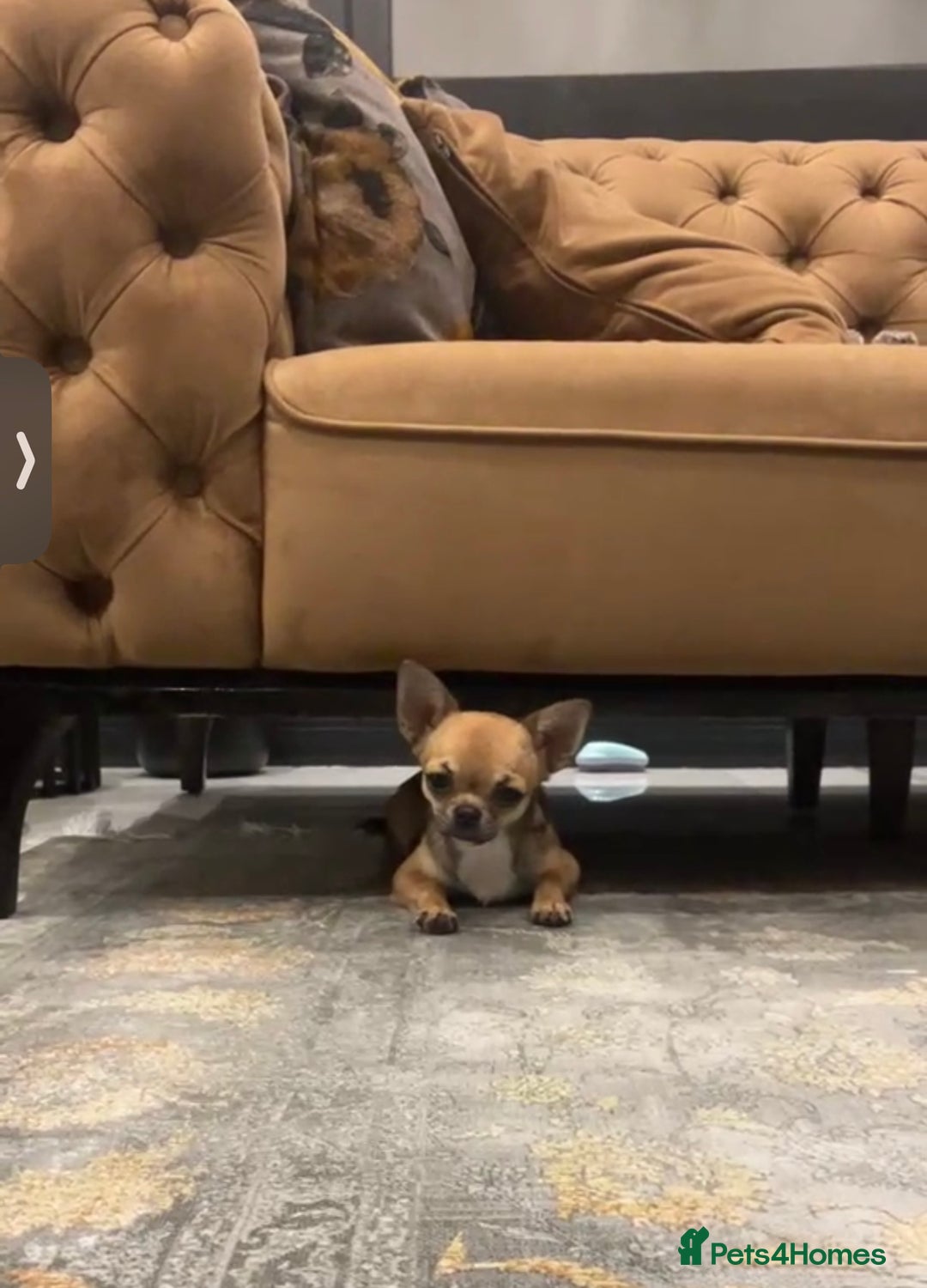 Chihuahua dogs for sale: Apple head chihuahua  - Image 5