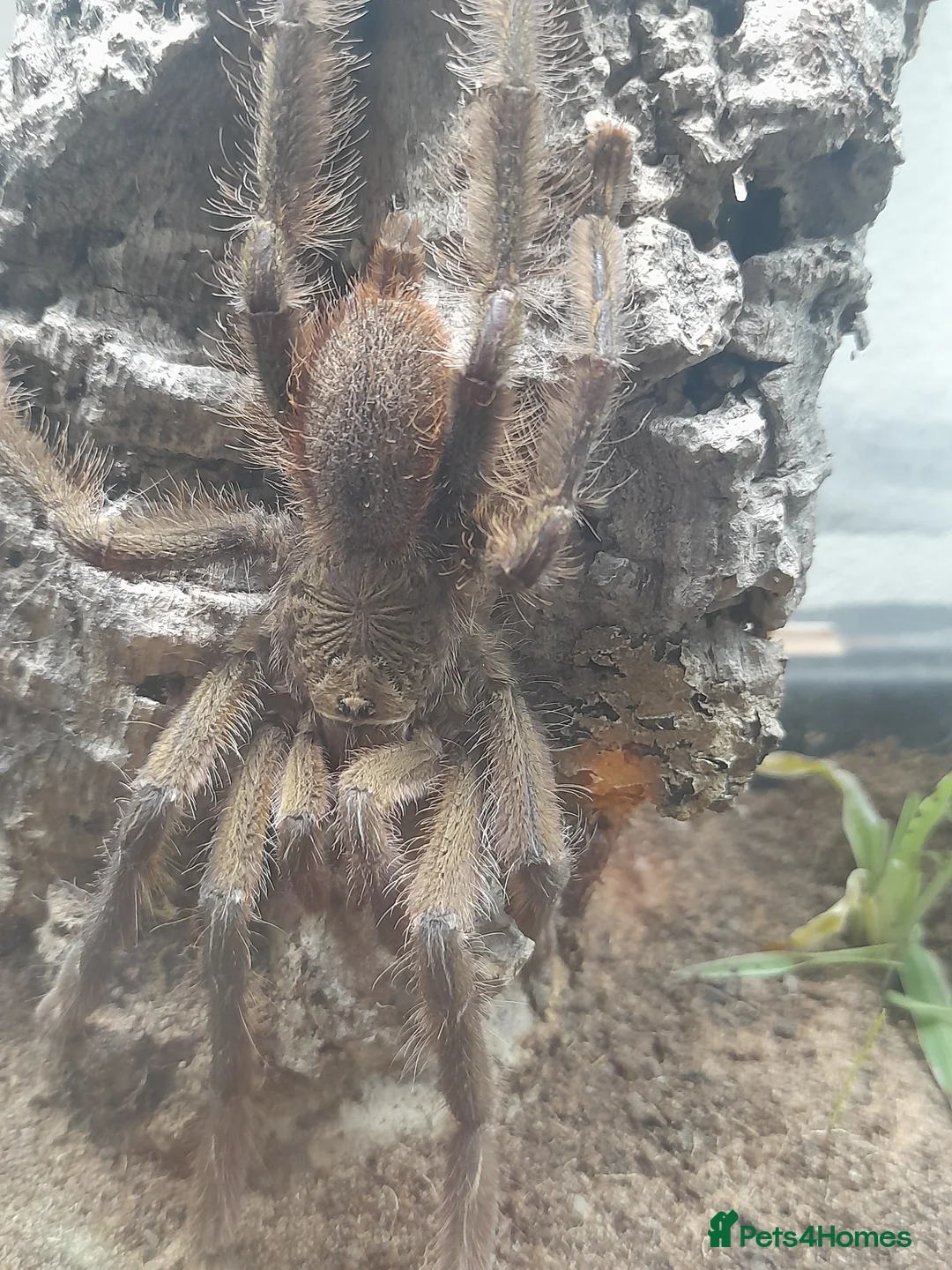 Tarantulas invertebrates for sale: Poecilotheria  fasciata mm - Advert 2