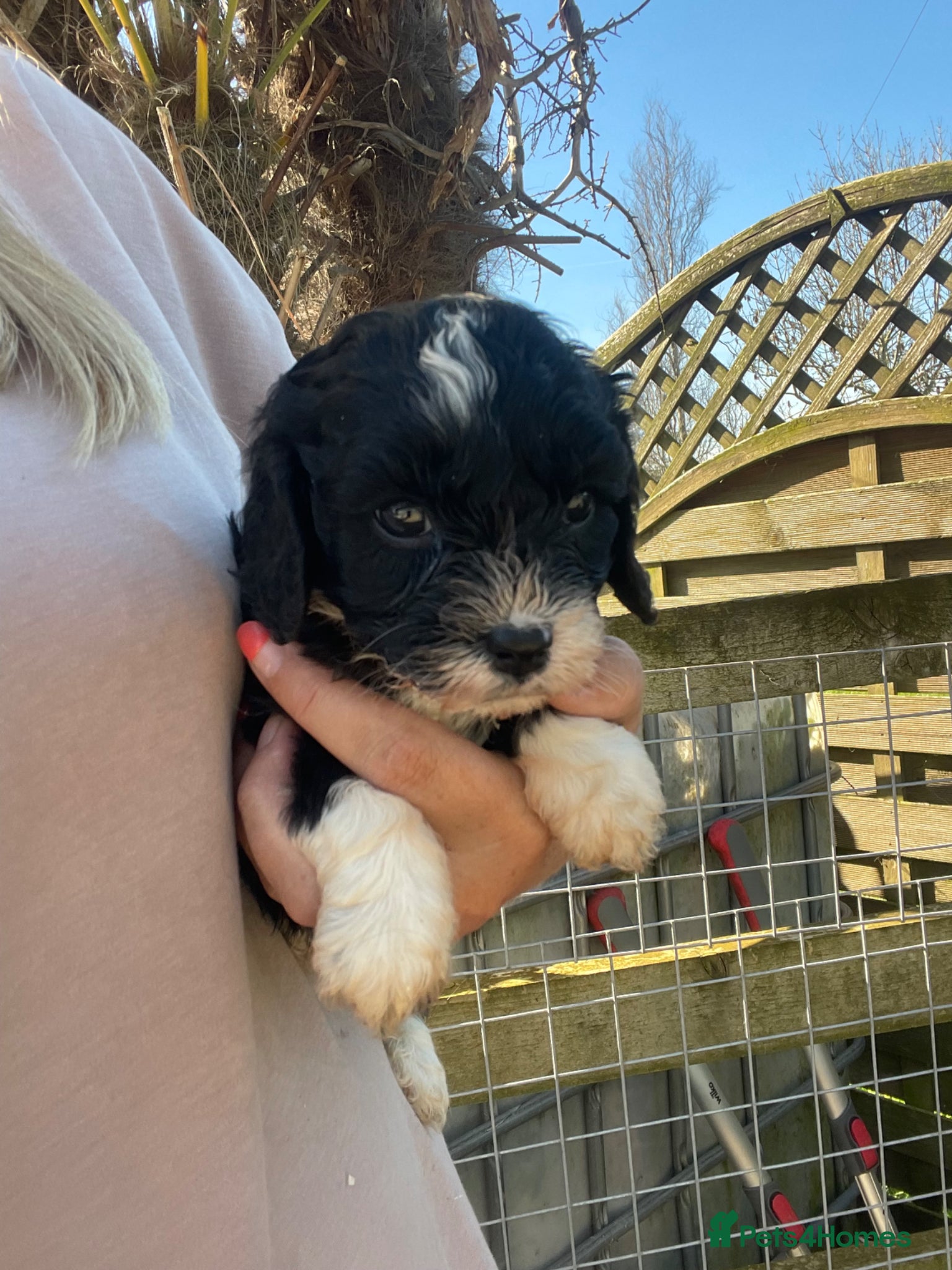 Cavapoo dogs F1 Cavapoo puppies born  ** 's Day 💝 - Advert 2