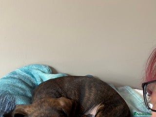 Dachshund dogs - Advert 6