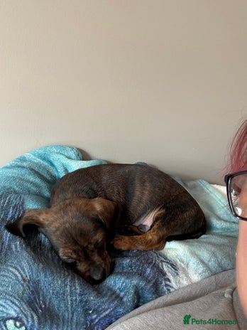 Dachshund dogs - Advert 11