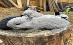 Netherland Dwarf rabbits for sale: Rare Colour purebred Netherland Dwarf  - Image 18