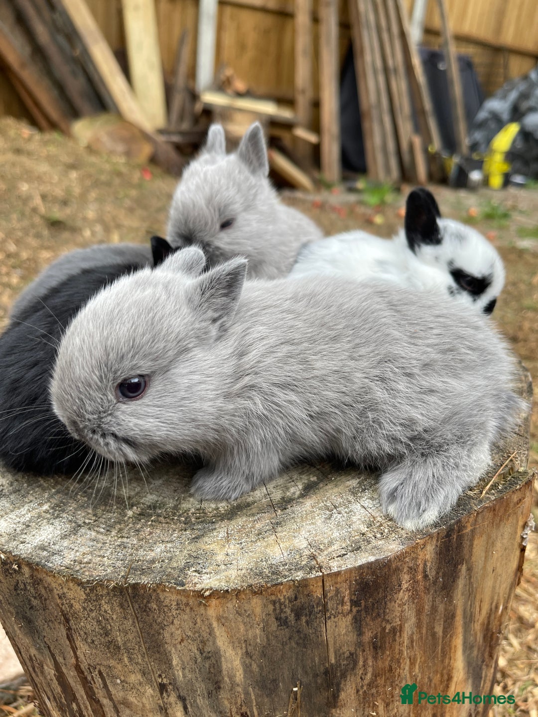 Netherland Dwarf rabbits for sale: Rare Colour purebred Netherland Dwarf  - Image 18