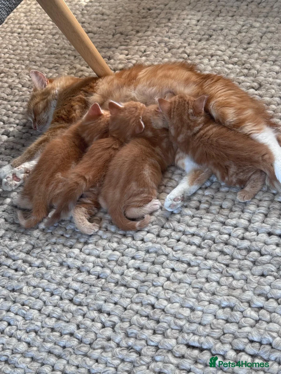 Munchkin cats for sale: Ginger kittens munchkin cross in Robertsbridge - Advert 9