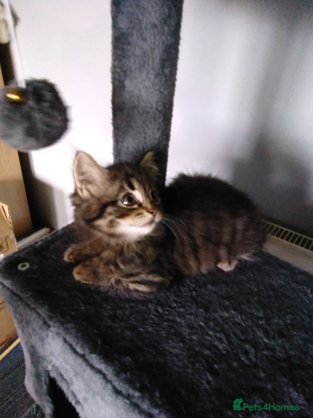Domestic Shorthair cats for sale: Beautiful kittens looking for, forever homes. - Image 2