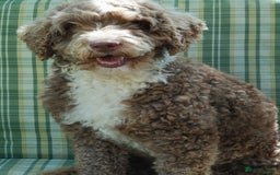 Miniature Poodle dogs for stud: Miniature Poodle KC Reg Fully DNA Health Tested  in Radstock - Image 6