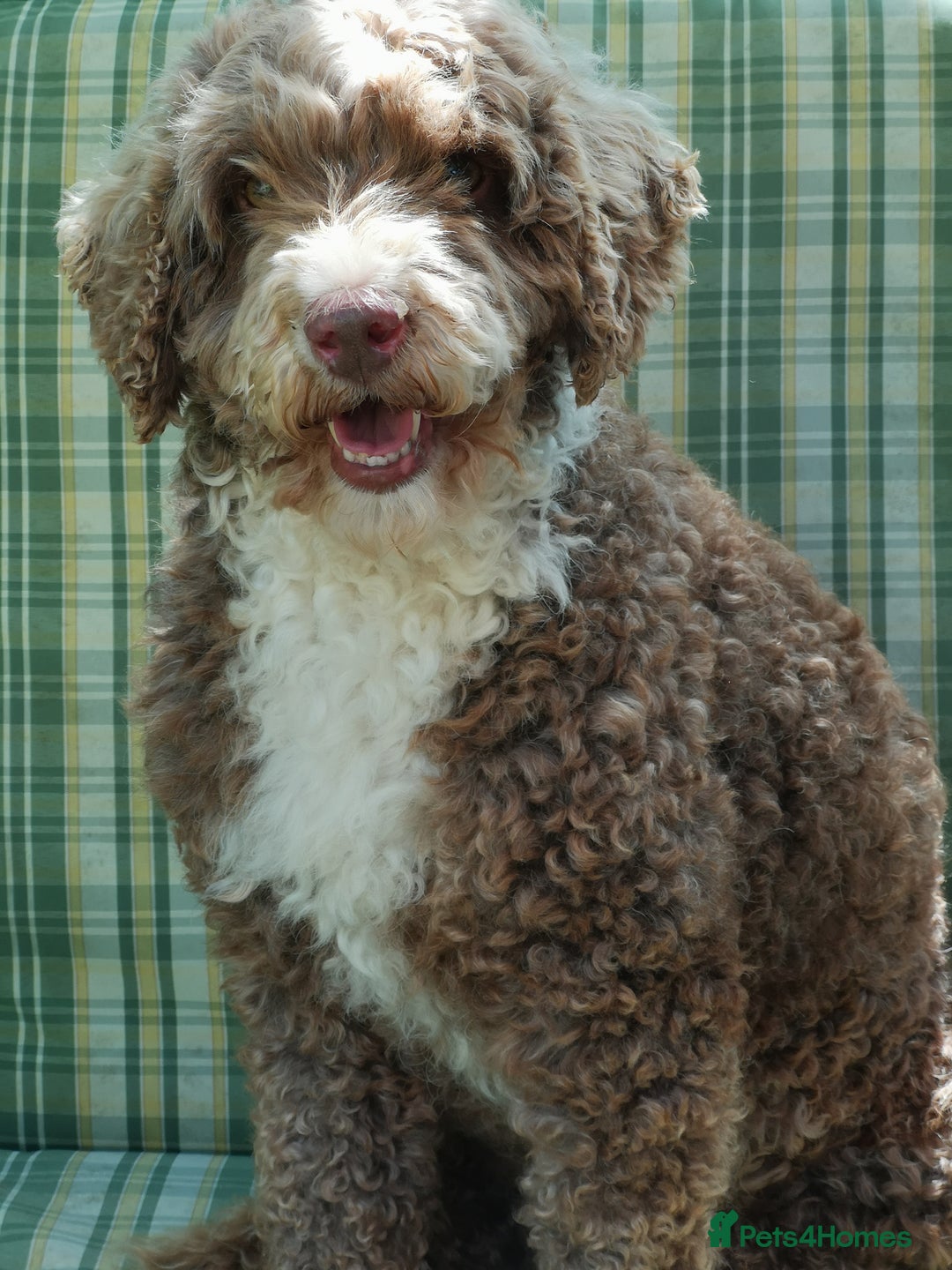 Miniature Poodle dogs for stud: Miniature Poodle KC Reg Fully DNA Health Tested  in Radstock - Image 6