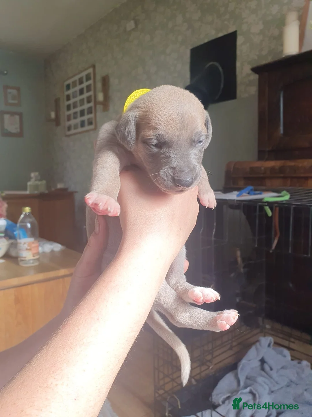 Whippet dogs for sale: Blue fawn whippets  - Advert 2