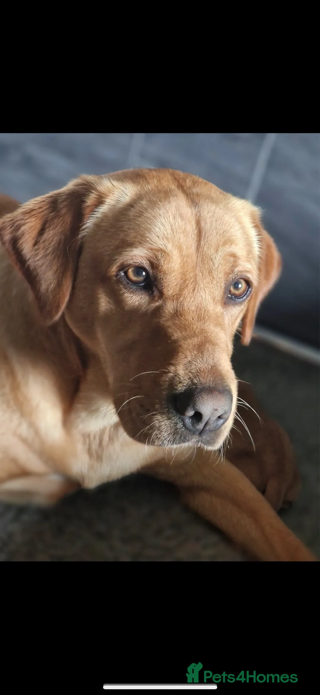 Labrador Retriever dogs for sale: Labradors from 5 Star License Breeder  - Advert 1
