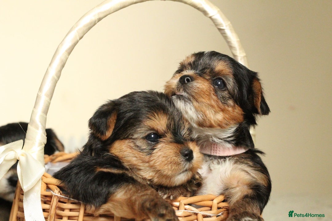 Yorkshire Terrier dogs for sale: Gorgeous Yorkshire puppies  - Image 7