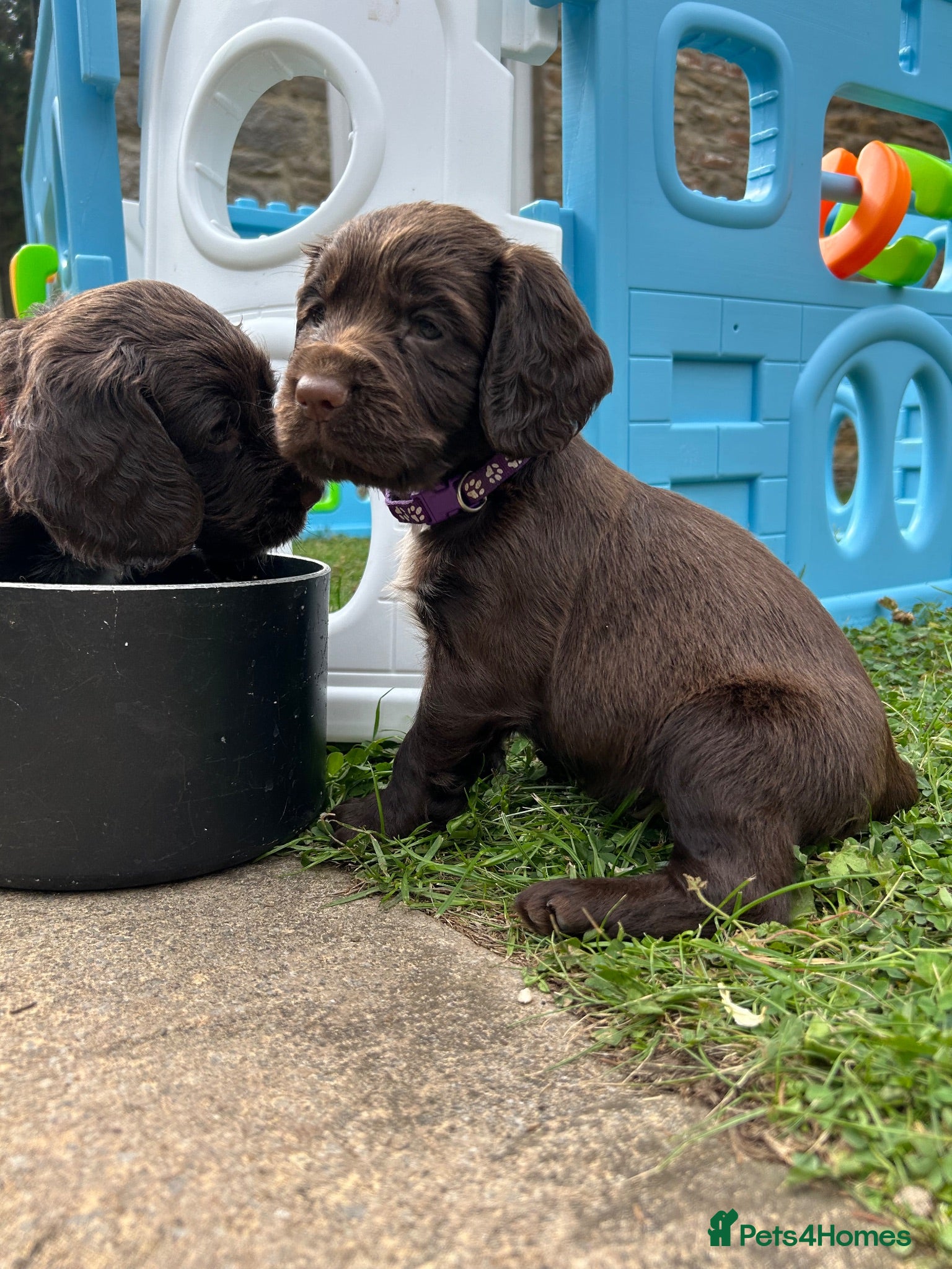 Sprocker dogs F1 sprockers - Advert 4