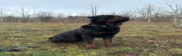 Rottweiler dogs for sale: German Rottweiler Puppies due 9/6 - Advert 5