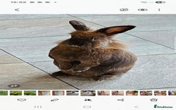 Lionhead rabbits for sale: Free- Ciara the Friendly Lionhead rabbit  - Image 1