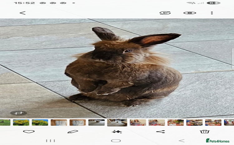 Lionhead rabbits - Advert 1